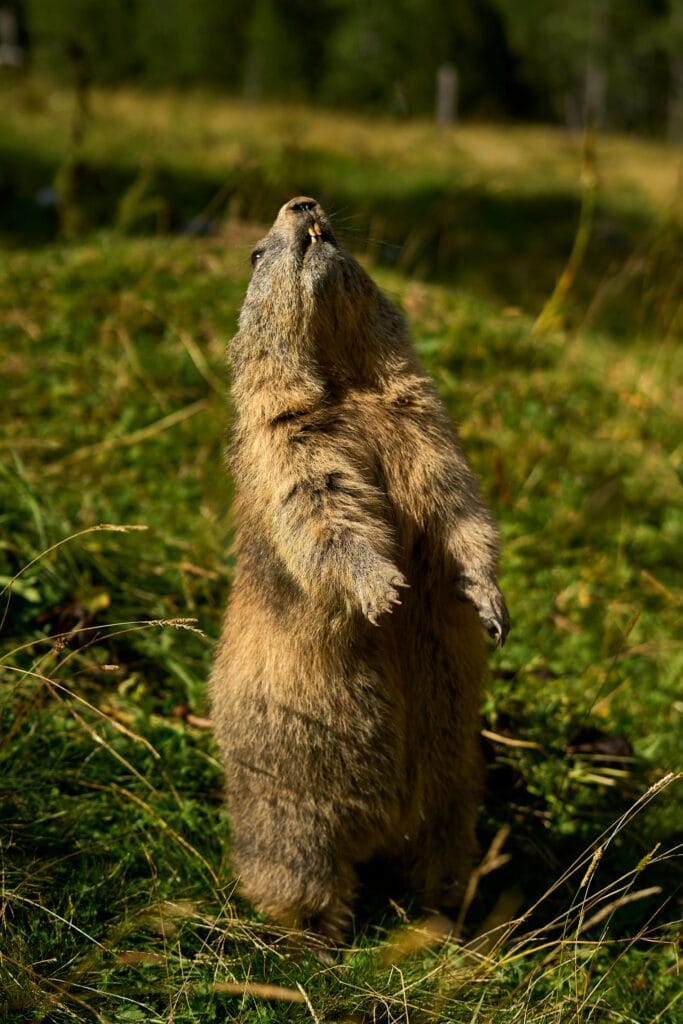 Your Home After Foreclosure Calgary, Regain Ownership House After Calgary Foreclosure, House Back From Foreclosure Calgary Homeowner Options, Calgary Foreclosure Recovery: Get Your House Back, How To Get Your House Back After Foreclosure Calgary, Calgary Homeowner Rights After Foreclosure Recovery, After Foreclosure Get Your Calgary House Back