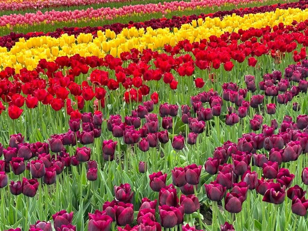 Abbotsford Foreclosure Help and Options, Avoid Foreclosure in British Columbia, BC Homeowner Foreclosure Assistance, Foreclosure Prevention Abbotsford BC, Foreclosure Prevention Measures in Abbotsford, How to Stop Foreclosure in Abbotsford, Sell My House to Avoid Foreclosure Abbotsford